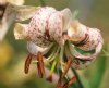 Lilium Marie North