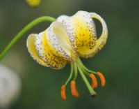 White flowers with yellow shading in the centre