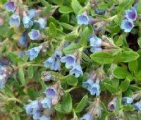 Pale blue flowers over silvery green foliage.