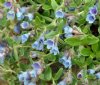 Show product details for Lithodora oleifolia