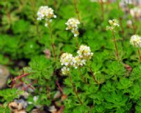 Pale creamy flowers on stems above ferny rich green foliage