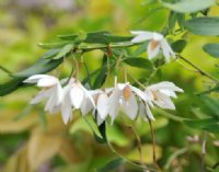 Attractive white flowers in bunches.