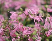 Small pink ragged robin flowers