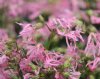 Show product details for Lychnis flos-cuculi Nana