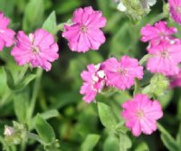 Lovely soft pink flowers and silver foliage all year.