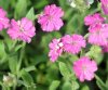 Lychnis flos jovis ...