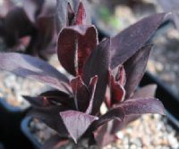 Rich ruby red foliage