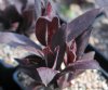 Show product details for Lychnis Molten Lava