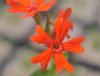 Show product details for Lychnis wilfordii