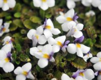 Lovely white flowers