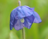 Impressive rich blue poppy like flowers