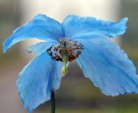 Gorgeous blue poppy-like flowers