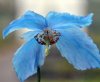 Meconopsis baileyi ...