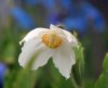 Meconopsis Cluny White