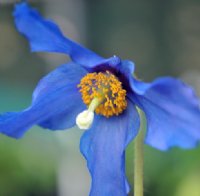 narrow petalled rich blue poppies