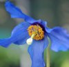 Meconopsis Clydesid...