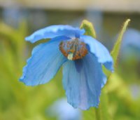 Good sized blue flowers