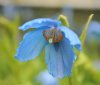 Show product details for Meconopsis Crewdson Hybrid (PC, AM)