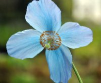 Pale blue poppies on rigid stems