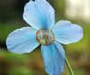 Show product details for Meconopsis Great Glen