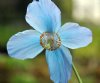 Meconopsis Great Glen