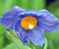 A good deep blue flowers with yellow anthers.