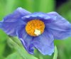 Meconopsis grandis ...