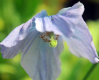 Pale blue poppy like flowers