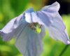 Meconopsis James Ai...