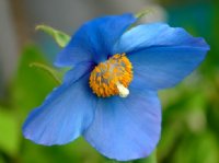 Nice pale blue poppy flowers