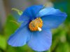 Meconopsis James Cobb