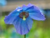 Meconopsis Keillour