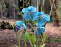 Excellent blue poppy like flowers with yellow stamens