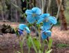 Meconopsis Lingholm...