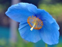 Nice sky blue flowers with yellow anthers