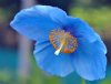 Meconopsis Andrew H...