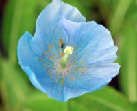 Lovely pale blue flowers.