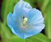 Meconopsis Louise