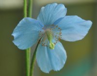 Blue poppy-like flowers