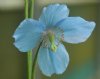 Meconopsis Lunanhead