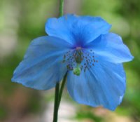 Pale blue poppy like flowers