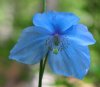 Show product details for Meconopsis Maggie Sharp