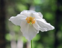 Clean white flowers with yellow stamens