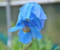 Excellent blue poppy like flowers with yellow stamens