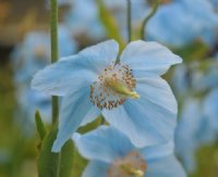 Medium shaded blue flowers on rigid stems.