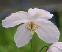 Fabulous white flowers with a hint of blue.