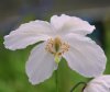 Meconopsis Moonglow