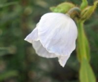 Blue tinted white flowers