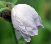 Fabulous white flowers with a hint of blue.