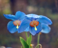 Really big blue flowers